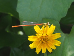 Ceriagrion auranticum