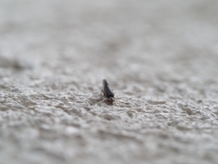 Coniopterygidae