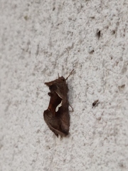Macdunnoughia confusa