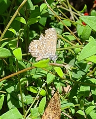 Theclinesthes serpentata