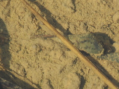 Melanoides tuberculata