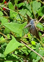 Theclinesthes serpentata