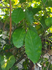 Ficus tinctoria