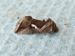 Macdunnoughia confusa