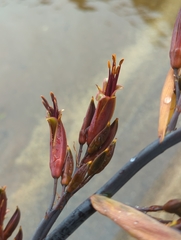 Phormium