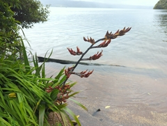 Phormium