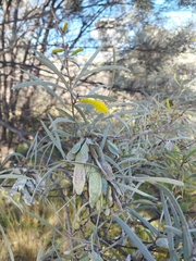 Acacia aneura