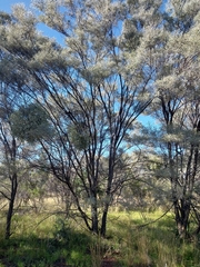 Acacia aneura