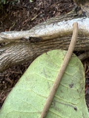 Nothocestrum peltatum