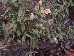 Plagiochila