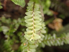 Plagiochila