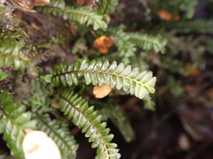 Plagiochila