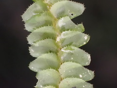 Plagiochila