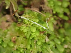Lembidium nutans