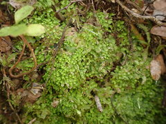 Lembidium nutans