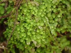 Lembidium nutans