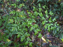 Pteris macilenta