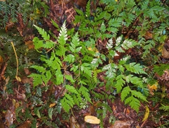 Pteris macilenta