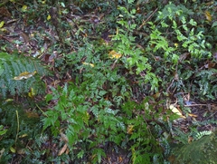 Pteris macilenta