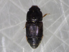 Carpophilus