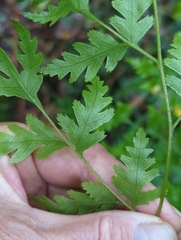 Pteris macilenta