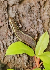 Eutropis carinata