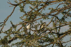 Lanius excubitoroides