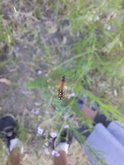 Leucauge dromedaria