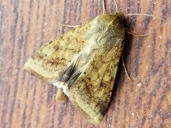 Helicoverpa armigera