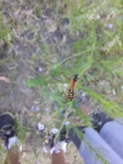 Leucauge dromedaria