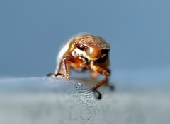 Bathyllus albicinctus