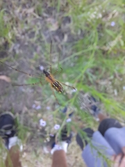 Leucauge dromedaria