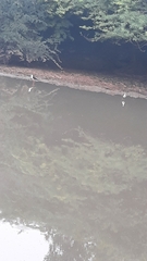 Himantopus himantopus