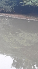 Himantopus himantopus