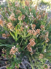 Erica multiflora