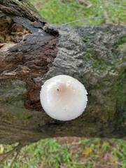 Oudemansiella