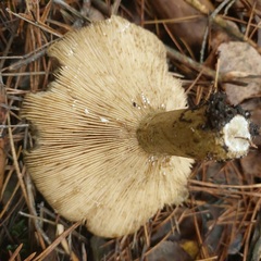 Lactarius turpis