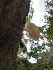 Oudemansiella