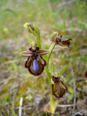 Ophrys speculum