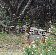 Urocyon cinereoargenteus