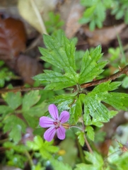 Geranium robertianum