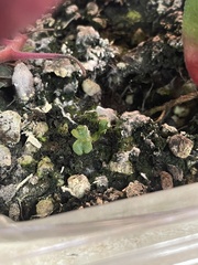 Marchantia polymorpha