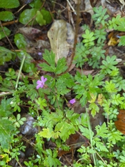 Geranium robertianum