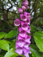 Digitalis purpurea