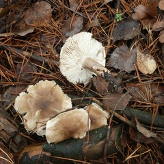 Rhodocollybia butyracea
