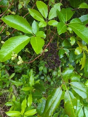 Pseudopanax arboreus