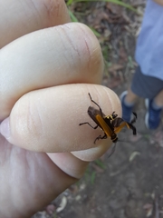 Chauliognathus flavipennis