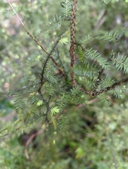 Dacrycarpus dacrydioides