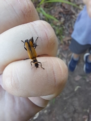 Chauliognathus flavipennis