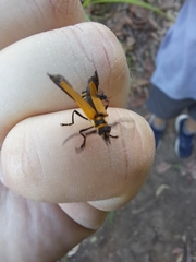Chauliognathus flavipennis